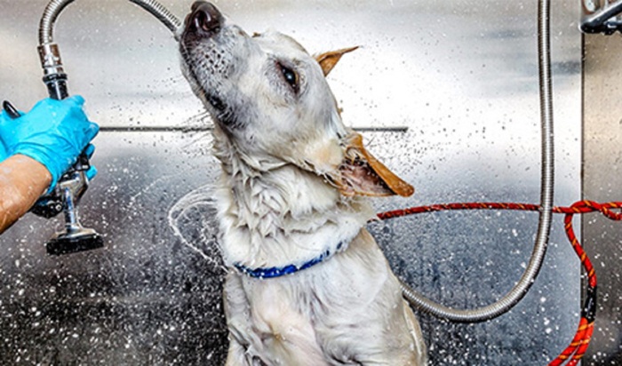  Profile Photos of Griffes Et Crocs 1277 Chem. du Clocher - Photo 2 of 5
