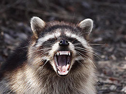  Profile Photos of Bat Busters Wildlife Removal Service 6 Redcoat Ln. - Photo 1 of 1