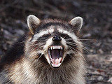 Bat Busters Wildlife Removal Service, Redding