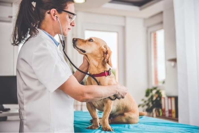 Gables Animal Clinic is located in Coral Gables, FL Our veterinarians provide excellent care for your pet, and provide a number of services New Album of Gables Animal Clinic 1607 Ponce de Leon STE 105 - Photo 1 of 1 Gables Animal Clinic is located in Coral Gables, FL Our veterinarians provide excellent care for your pet, and provide a number of services New Album of Gables Animal Clinic 1607 Ponce de Leon STE 105 - Photo 1 of 1