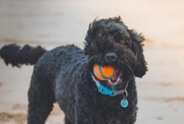  New Album of Games4Dogs 264 Ontario 5 - Photo 2 of 4