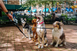 Games4Dogs, Dundas