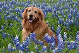 Northern Oaks Bird & Animal Hospital, San Antonio