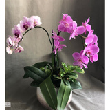 Awesome Blossoms Florist & Flower Delivery, Fort Mill