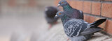 Bird Control Melbourne, Melbourne, VIC, 3000, Australia
