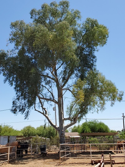  Profile Photos of Tree Pros, LLC 2836 West Durango Street - Photo 1 of 3