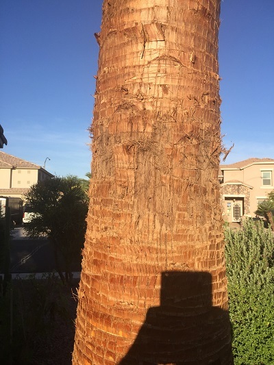  Profile Photos of Tree Pros, LLC 2836 West Durango Street - Photo 2 of 3