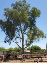 Tree Pros, LLC, Phoenix