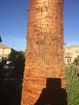 Tree Pros, LLC, Phoenix
