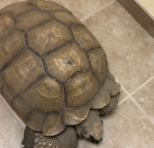  New Album of NEST Pet Retreat, Playcare and Spa 4350 East Evans Road - Photo 1 of 3