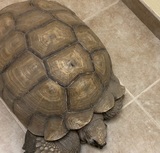 NEST Pet Retreat, Playcare and Spa, San Antonio