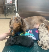 NEST Pet Retreat, Playcare and Spa, San Antonio