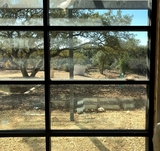 NEST Pet Retreat, Playcare and Spa, San Antonio