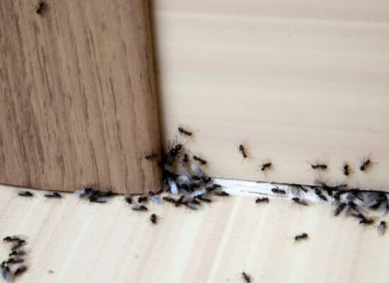  Profile Photos of Get Pest Control Unit 9c, 75 4th Ave, Highlands North - Photo 8 of 10