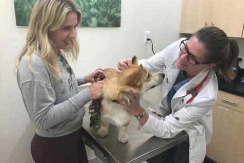  Profile Photos of WellCare Veterinary Services 316 West Illinois Street - Photo 1 of 4