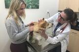 WellCare Veterinary Services, Chicago