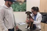 WellCare Veterinary Services, Chicago