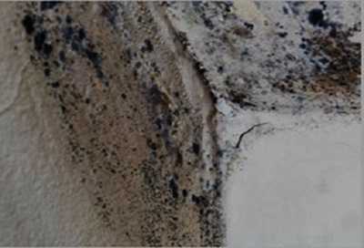  New Album of ALL US Mold Removal & Remediation Corpus Christi TX 4521 Ayers St - Photo 1 of 3