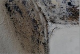 ALL US Mold Removal & Remediation Corpus Christi TX, Corpus Christi