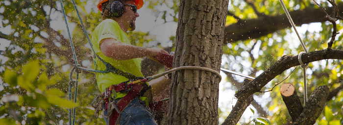  Profile Photos of Tree Company Near Me Inc serving - Photo 1 of 4