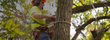 Tree Company Near Me Inc, The Bronx