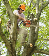 Tree Company Near Me Inc, The Bronx