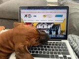 Mighty Dog Roofing, Dallas