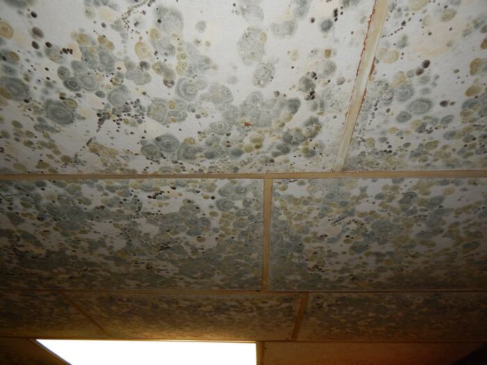  Profile Photos of Mold Solutions & Inspections 4400 Route 9 South, Suite 1000 - Photo 6 of 6