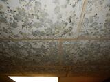 Mold Solutions & Inspections, Freehold