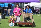 High Power Kennels, Rancho Cucamonga