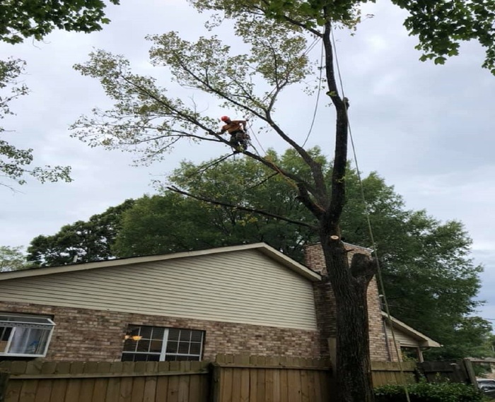  New Album of JChavez Flower Mound Tree Service 3900 River Walk Dr #4103 - Photo 1 of 3