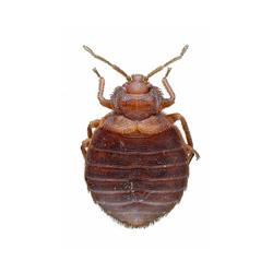  Topline pest of Topline pest 21 Panamount St NW - Photo 1 of 7