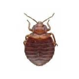  Topline pest 21 Panamount St NW 