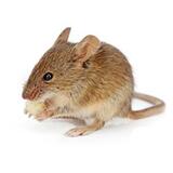 Topline pest 21 Panamount St NW 