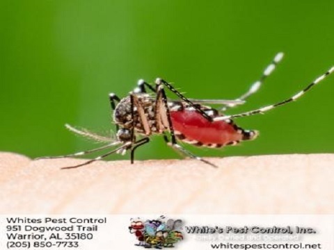  Profile Photos of Whites Pest Control 951 Dogwood Trail - Photo 4 of 4