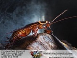 Whites Pest Control 951 Dogwood Trail 