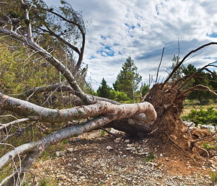  Profile Photos of Mobile Tree Removal Services 615 Dauphin St #206 - Photo 5 of 9