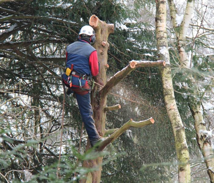  Profile Photos of Mobile Tree Removal Services 615 Dauphin St #206 - Photo 9 of 9