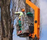 Mobile Tree Removal Services, Mobile