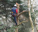 Mobile Tree Removal Services, Mobile