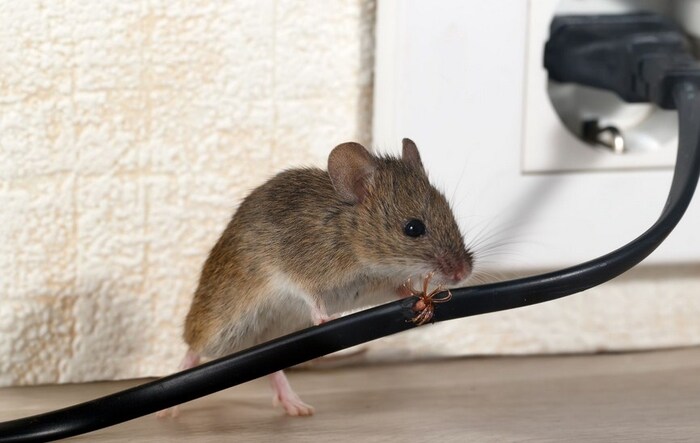  Profile Photos of Pest Control Experts of Peoria 5037 West American Prairie Drive - Photo 1 of 1