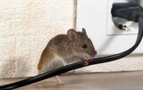 Pest Control Experts of Peoria, Peoria