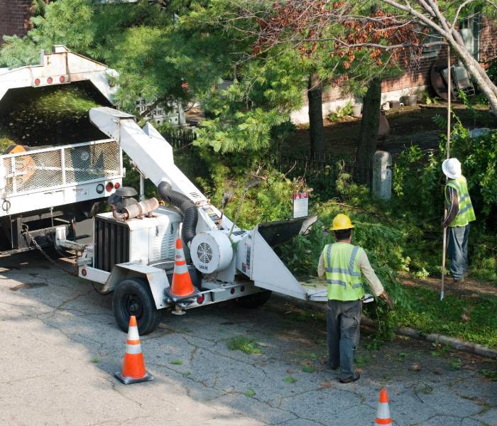  Profile Photos of Taunton Tree Removal Service 59 Main St - Photo 9 of 10