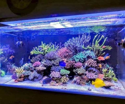  Profile Photos of Aquarium SOS 58 Grove Hill Road - Photo 3 of 4