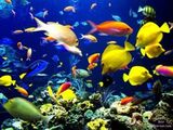 Profile Photos of Aquarium SOS