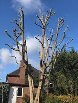  A1 Town and Country Tree Care Ltd 47 Cooks Mead 