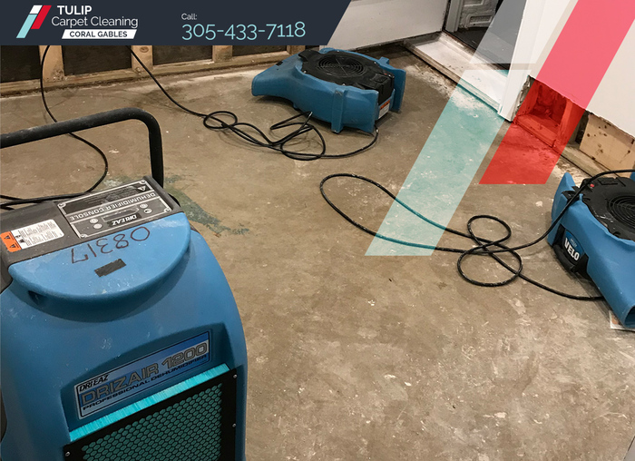  Profile Photos of Tulip Carpet Cleaning Coral Gables 310 Granello Ave - Photo 6 of 10