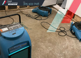  Tulip Carpet Cleaning Coral Gables 310 Granello Ave 