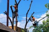 Mullins Tree Service, Jefferson City