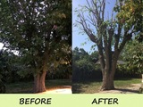 Mullins Tree Service, Jefferson City